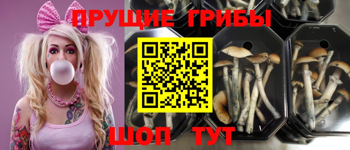Псилоцибиновые грибы ЛСД  Галлюциногенные грибы Psilocybe  Армавир  Вход с VPN 
